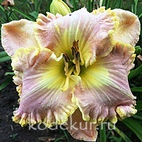 Hemerocallis Bestseller