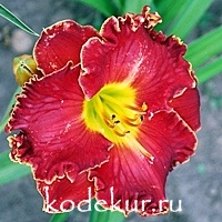 Hemerocallis Big Red Wagon