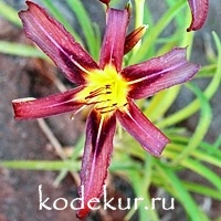 Hemerocallis Black Arrowhead