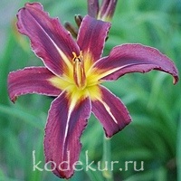 Hemerocallis Black Panther