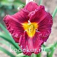 Hemerocallis Black Stockings