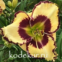 Hemerocallis Blueberry King