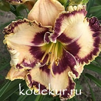 Hemerocallis Born to be Wild