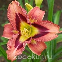 Hemerocallis Buffalo Bill