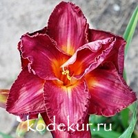 Hemerocallis Burgundy Love