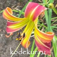 Hemerocallis Candy Colored Curls