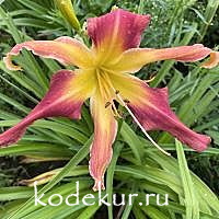 Hemerocallis Changes in Attitude