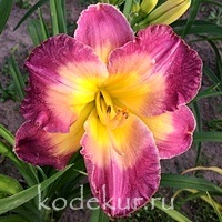 Hemerocallis Cheese and Wine