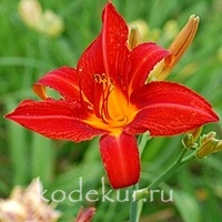 Hemerocallis Christmas Is