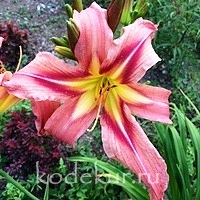 Hemerocallis Christmas in Oz