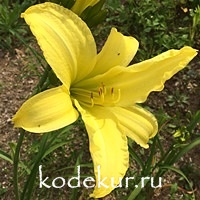 Hemerocallis Citrina