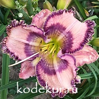 Hemerocallis Cobalt Rings