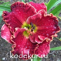 Hemerocallis Coming Alive