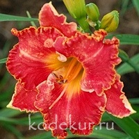 Hemerocallis Coquina Key