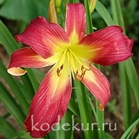 Hemerocallis Coral Eye Shadow