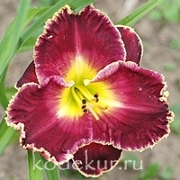 Hemerocallis Dark Regent