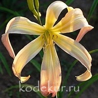 Hemerocallis Desert Icicle