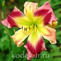 Hemerocallis Dizzy Miss Lizzy