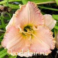 Hemerocallis Ed Brown