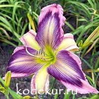 Hemerocallis Exotic Starfish