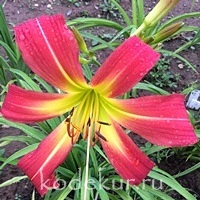 Hemerocallis Extinction