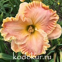 Hemerocallis Fiji