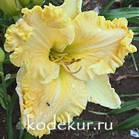 Hemerocallis Finders Keepers