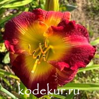 Hemerocallis Forever Redeemed