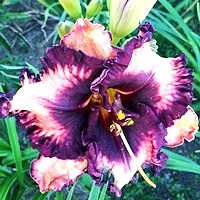 Hemerocallis Fugitive