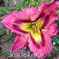 Hemerocallis Galactic Green