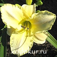 Hemerocallis Gentle Shepherd