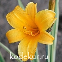 Hemerocallis Golden Zebra