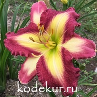 Hemerocallis Good Luck