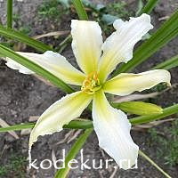 Hemerocallis Heavenly Angel Ice