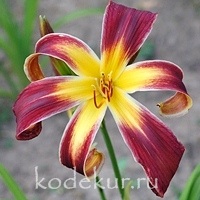 Hemerocallis Helix