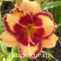 Hemerocallis Hillbilly Heart