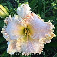 Hemerocallis Jacqueline Kennedy Onassis