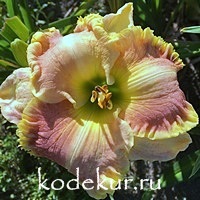 Hemerocallis James’s  Prissy Kristi