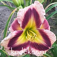 Hemerocallis Jane’s Prism