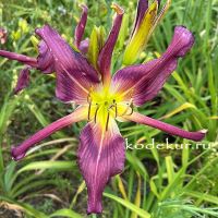 Hemerocallis Jessamyn Grace