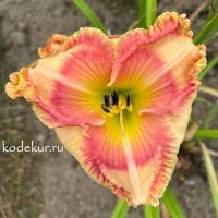 Hemerocallis Jessica Lynn Bell