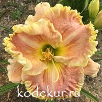 Hemerocallis Judy Farquhar