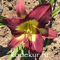 Hemerocallis Kick out the Jams