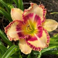 Hemerocallis Lady Betty Fretz