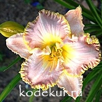 Hemerocallis Lavender Tutu