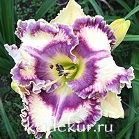 Hemerocallis Luminous Intentions