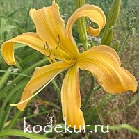 Hemerocallis Made in Dixie