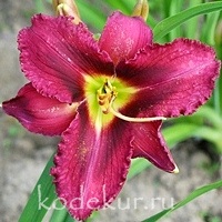 Hemerocallis Majestic Design