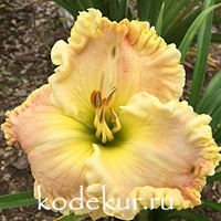 Hemerocallis Mister Big Stuff