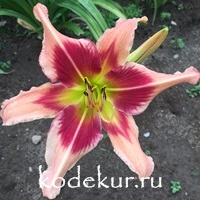 Hemerocallis Monkian